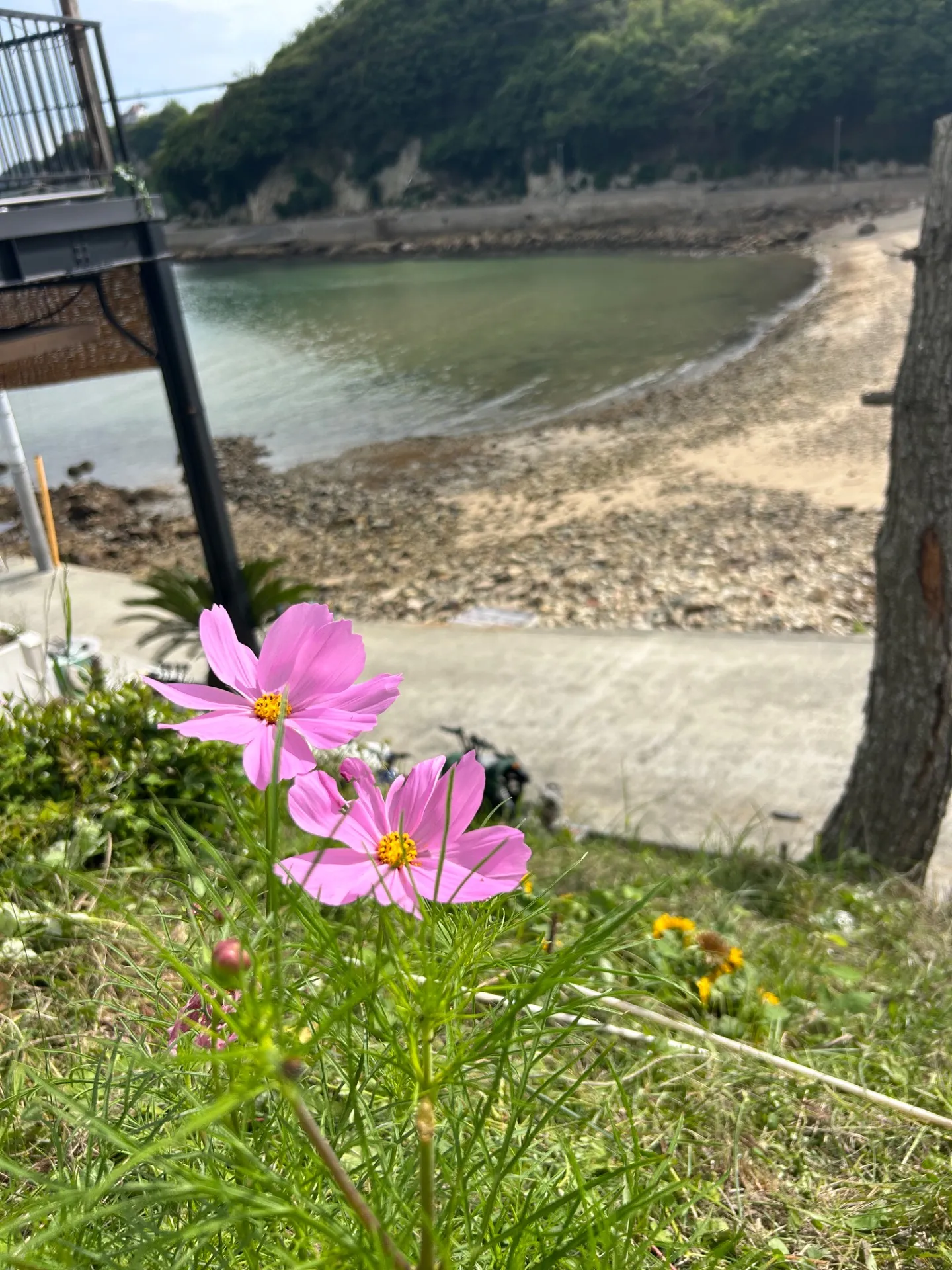 咲いた🌞🌴
